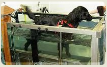 Degenerative Joint Disease